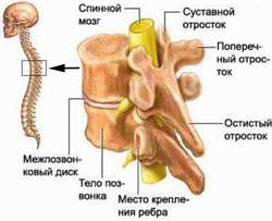 Анатомия человека кости позвоночника на русском и на латинском thumbnail