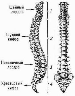 Анатомические схемы позвоночника и спины